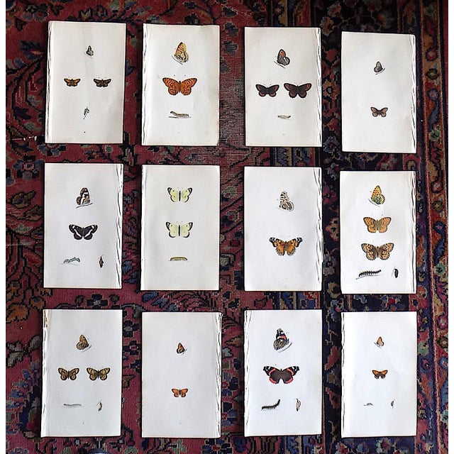 Antique 19th Century Hand Colored Butterfly Lithographs - Set of 12 For Sale - Image 12 of 12