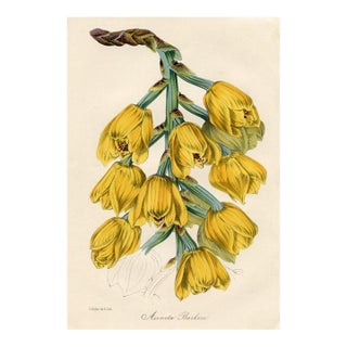 1848, Acineta Orchid Print From Joseph Paxton, Original Antique Orchid Print, Lithograph, Hand-Colored, England For Sale