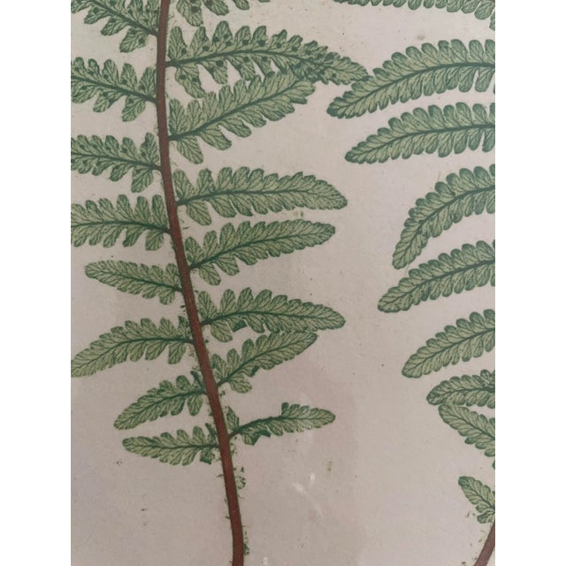 Paper Vintage Henry Bradbury Fern Print, Framed For Sale - Image 7 of 12
