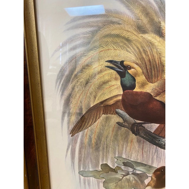 Framed Lithograph Paradisea Minor by J.Smit.lith For Sale - Image 12 of 13