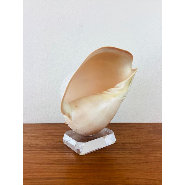 Vintage Large Crowned Baler Sea Snail Shell on Lucite Base For Sale In Palm Springs - Image 6 of 7