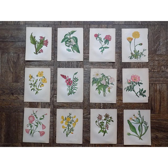 Antique 19th Century Anne Pratt Botanical Chromolithographs - Set of 12 For Sale - Image 10 of 10