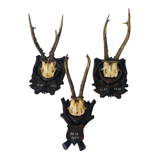 3,Antique Black Forest Deer Antlers Trophies 1910 on Carved Mounts For Sale