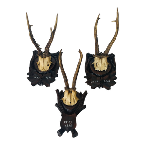 3,Antique Black Forest Deer Antlers Trophies 1910 on Carved Mounts