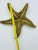 Mid 20th Century Solid Brass Starfish For Sale - Image 10 of 12