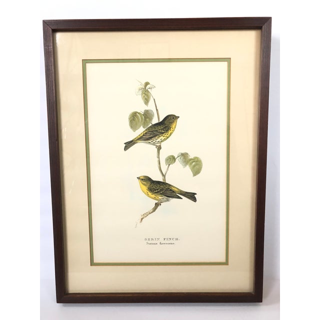 Vintage Framed Botanical Bird Prints Set of 2 Chairish