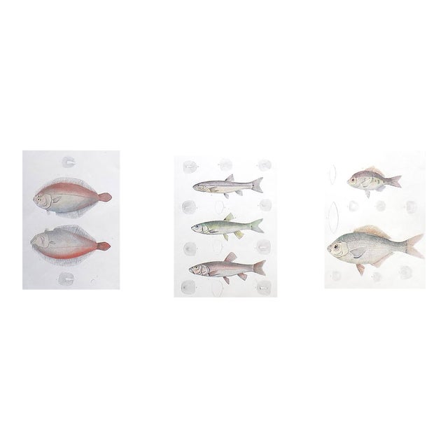 Antique 19th Century Hand Colored American Fish Lithographs - Set of 3 For Sale