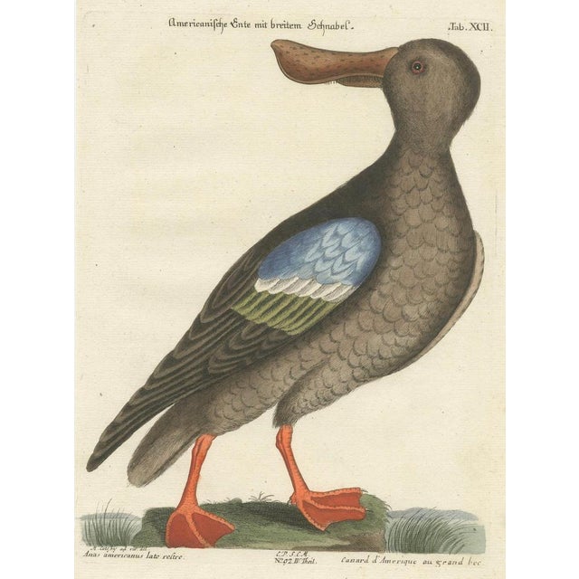 After George Edwards, American Duck with Broad Bill, 1770, Hand-Colored Engraving For Sale - Image 5 of 9