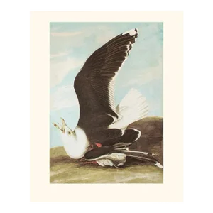 1966 Vintage American Classical Print "Great Black-Backed Gull" After John J. Audubon