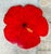 This vintage Lazy Susan is a striking piece of mid-20th-century decorative art, hand-painted with a vivid red hibiscus...