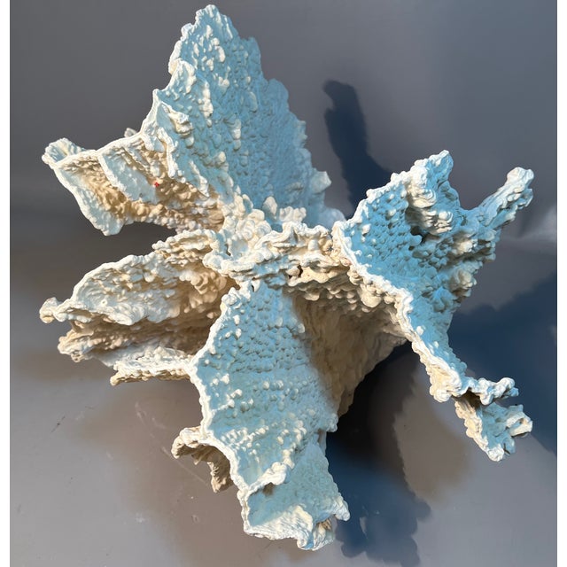 15" White Ridge Coral Farmed Merulina Lettuce Coastal Decor For Sale - Image 4 of 7