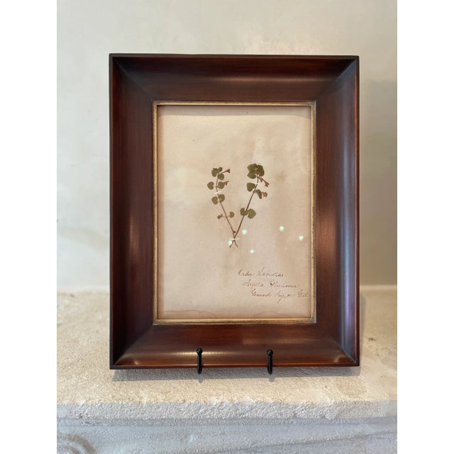 Rustic European Antique Swedish Herbarium - Labiatae, Circa Late 19th Century For Sale - Image 3 of 5