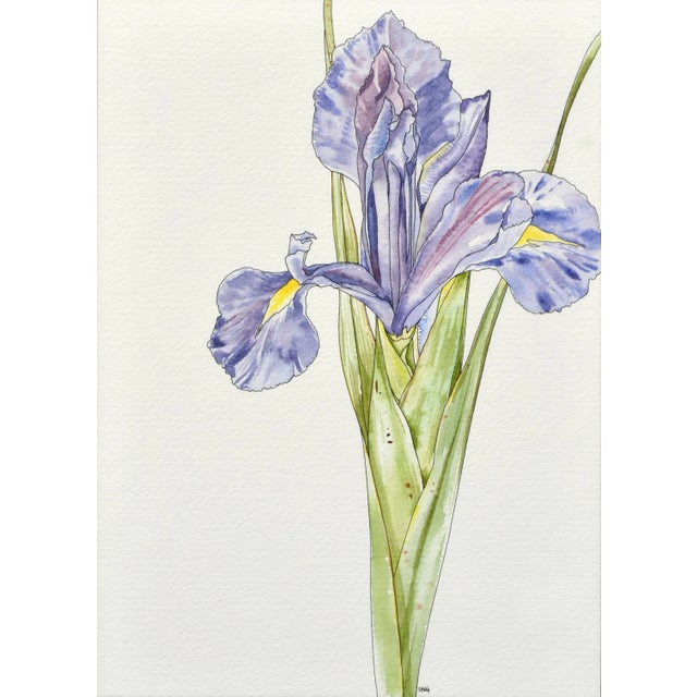 Wonderful watercolor, pen and ink floral study of an iris (1985) by California artist Deborah Eddy (American, b. 1943)....