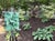 Hosta Party by Tracy Wall | Oil on Panel Painting of green hosta leaves in a garden setting For Sale