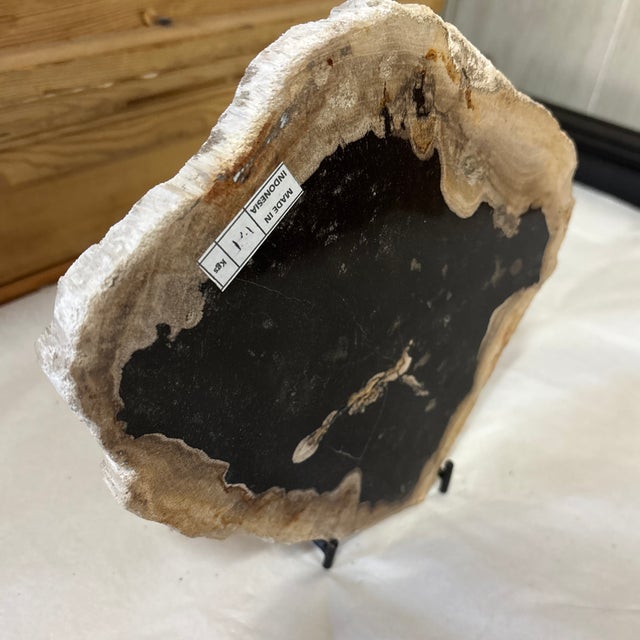 Live Edge Petrified Wood D For Sale In Atlanta - Image 6 of 11