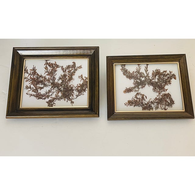 Contemporary 1970s Florida Brown SeaWeed Sargassum Herbarium a Pair Framed For Sale - Image 3 of 9