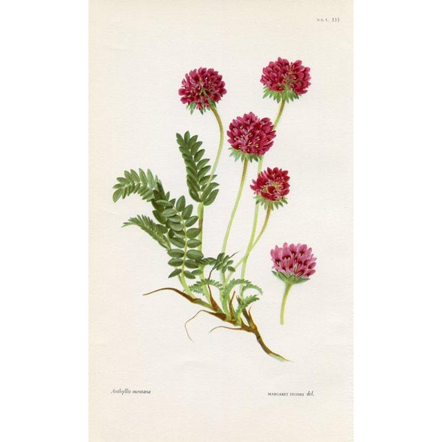 Vintage Botanical Prints by Margaret Stones, Curtis's Botanical Magazine, Set of 4 Original Botanical Prints, England For Sale - Image 4 of 5