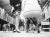 "Chihuahuas" by Keystone A small dog's eye-view of two chihuahuas and their owners waiting for judges at Cruft's all-...