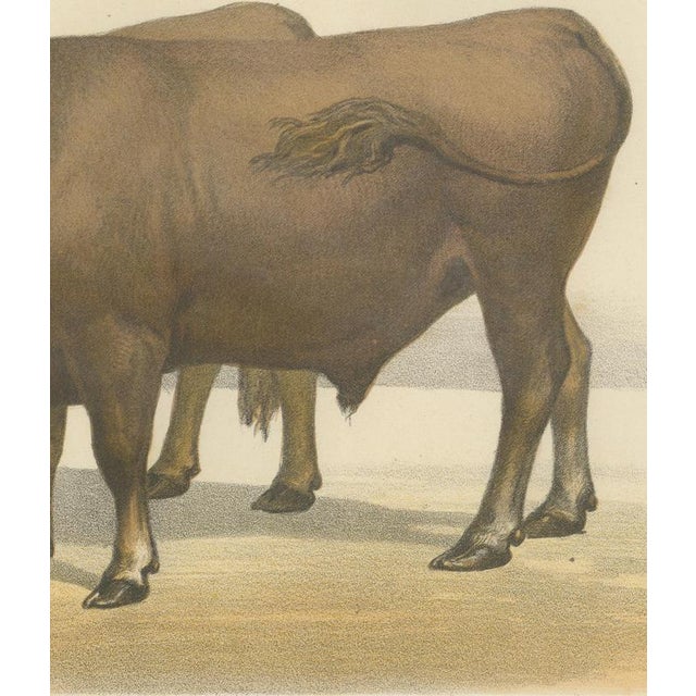 Borie, Garonnais Oxen, French Cattle Breed, 1863, Chromolithograph For Sale - Image 6 of 9
