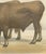 Borie, Garonnais Oxen, French Cattle Breed, 1863, Chromolithograph For Sale - Image 6 of 9