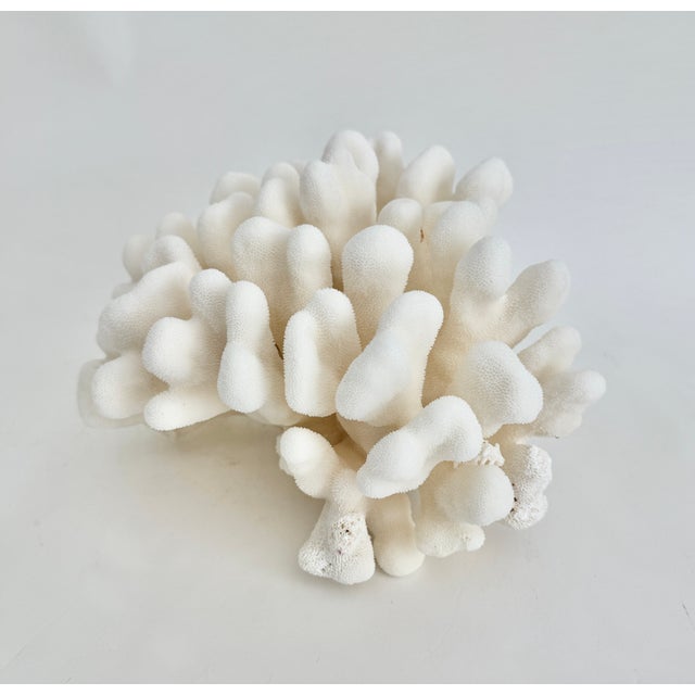 Natural Pacific Elk Coral Coastal Home Decor For Sale - Image 4 of 8