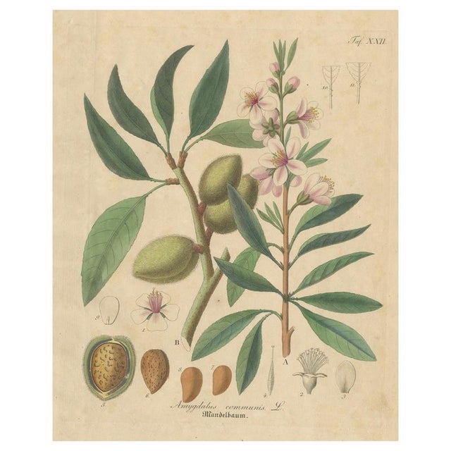 Amygdalus Communis, 1800s, Paper For Sale - Image 10 of 10