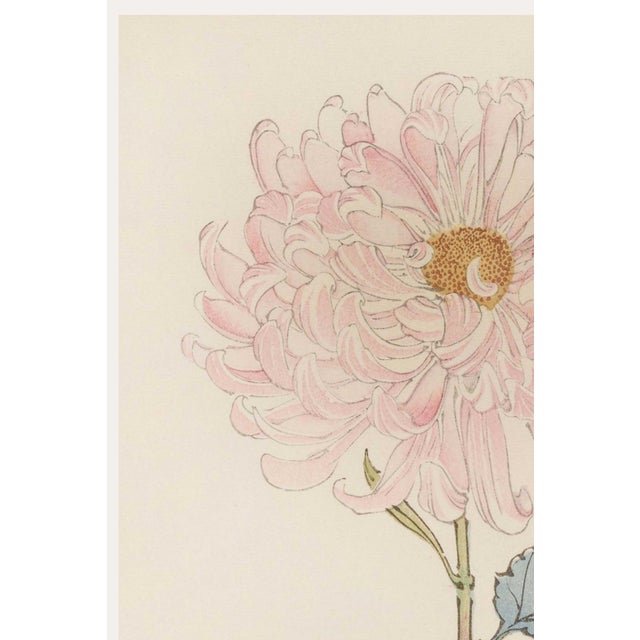 Originally created as Plate 14 from Keika Hyakugiku (One Hundred Chrysanthemums) in 1893, this elegant botanical...