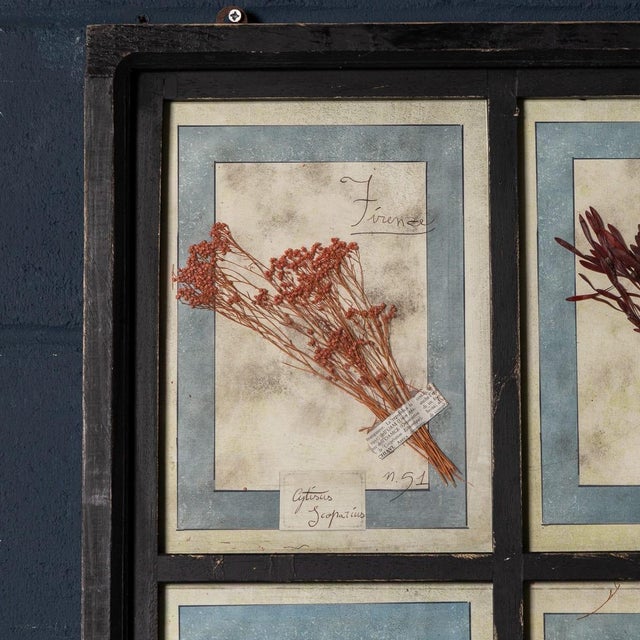 1950s 20th Century Italian Large Oak Frame with Pressed Flowers and Herbs, 1950s For Sale - Image 5 of 15