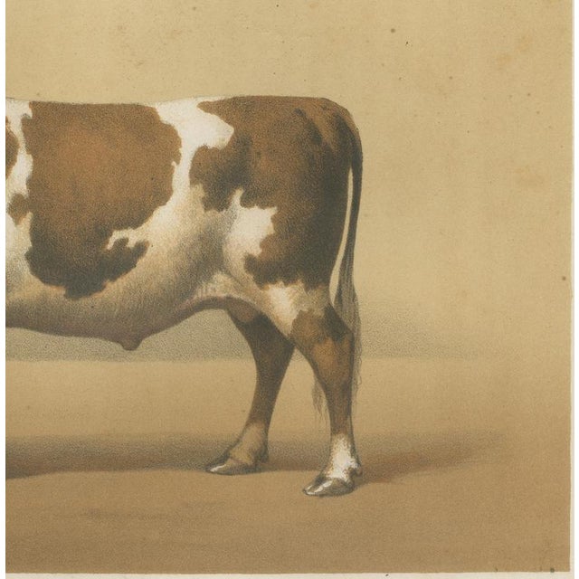 Borie, Breton Ox, French Cattle Breed, 1863, Paper For Sale - Image 6 of 9
