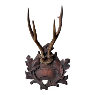 Roe Deer Trophy 110 Black Forest Antlers For Sale