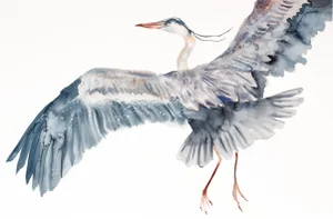 "Heron in Flight No. 2" - Original Watercolor Painting by Elizabeth Becker - Crane or Egret - Flying Bird - Wildlife Nature Illustration