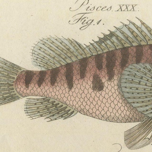 Bertuch, Lionfish, Chimaera, Scorpionfish and Boxfish, 1805, Print For Sale - Image 6 of 12