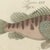 Bertuch, Lionfish, Chimaera, Scorpionfish and Boxfish, 1805, Print For Sale - Image 6 of 12