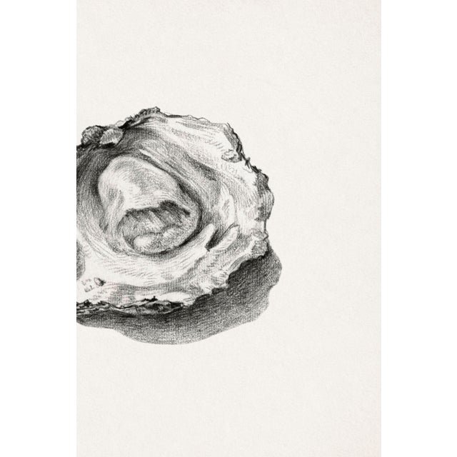 Not Yet Made - Made To Order Two Opened Oysters, Vintage Natural History Shell Study, 30" X 20" For Sale - Image 5 of 12
