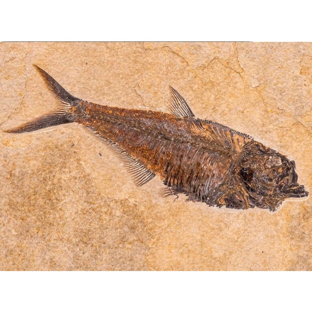 Stone Natural Fossil Fish Specimen Wyoming Usa Diplomystus Plaque For Sale - Image 7 of 7