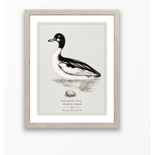 William Lewin 1789 Waterbirds Fine Art Gallery Board Print - The Golden Eye For Sale - Image 4 of 11