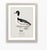 William Lewin 1789 Waterbirds Fine Art Gallery Board Print - The Golden Eye For Sale - Image 4 of 11