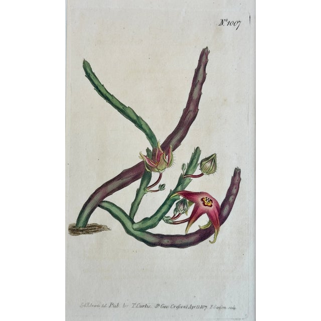 Original copper engraving by William Curtis. Curtis began publication of the Botanical Magazine in February 1787 and...