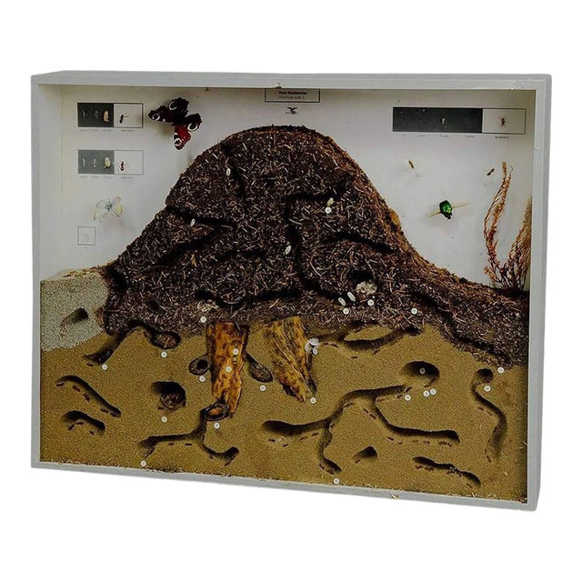 School Teaching Display Anthill of the Red Wood Ant For Sale