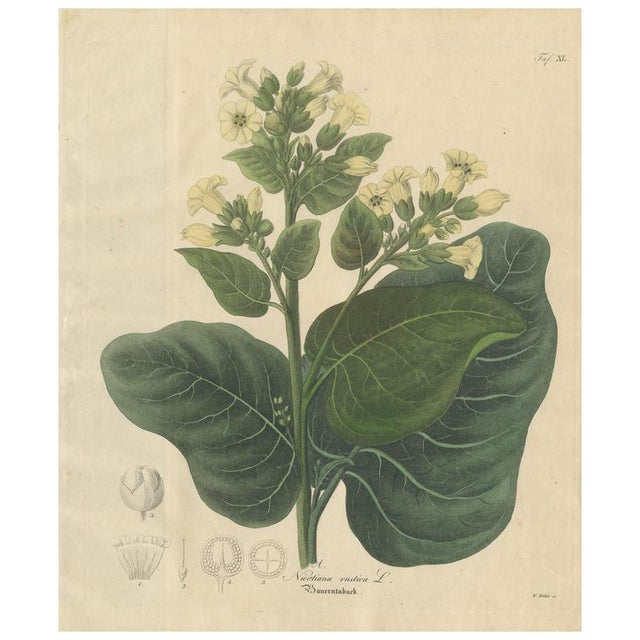 Nicotiana Rustica, 1800s, Paper For Sale - Image 10 of 10