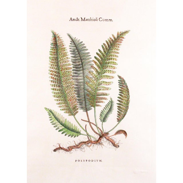 Original Custom Botanical Fern Prints with Makers Stamp For Sale - Image 16 of 18