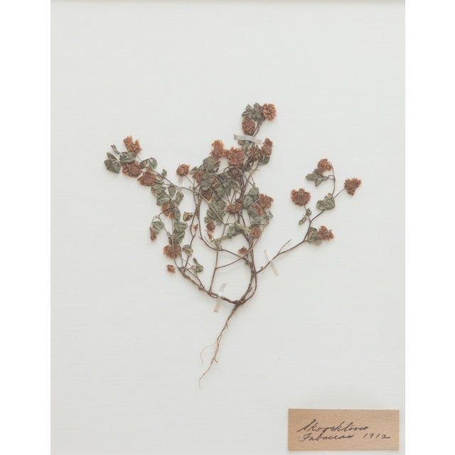 Custom Framed Antique Swedish Botanical Herbariums, 1912 - Set of 4 For Sale - Image 11 of 13