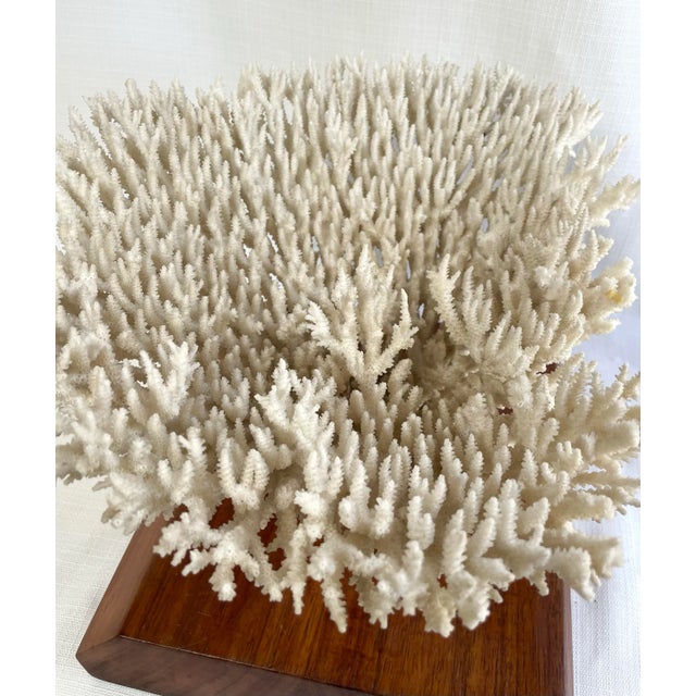 1960s Vintage White Table Coral Specimen For Sale - Image 5 of 12