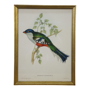 Mid 19th Century Antique J&e Gould Ornithological Trogon Temnurus Cuban Bird Lithograph Print 13", Framed