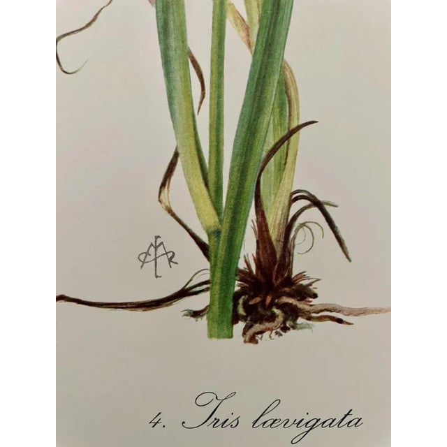 Madeleine Rollinat, Iris (Laevigata), 1960s, Watercolor For Sale - Image 3 of 4