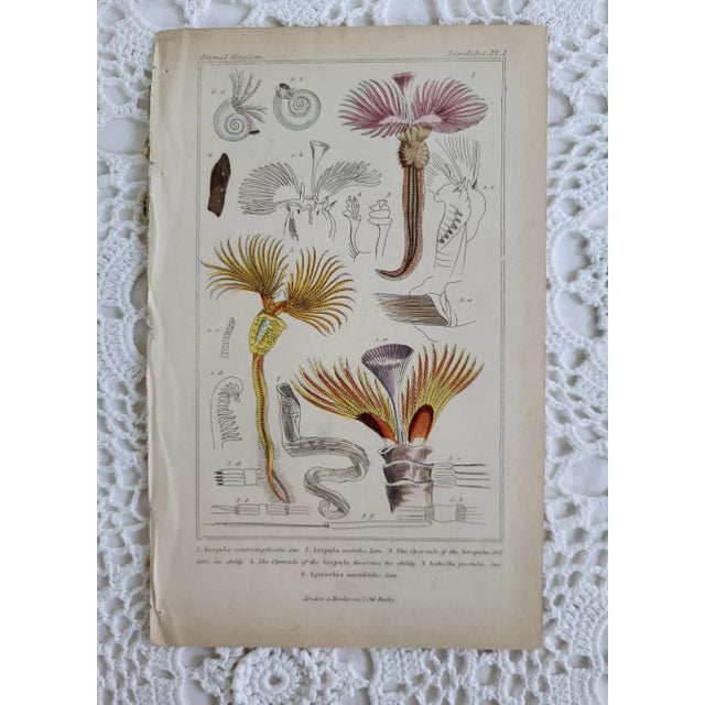 Early 19th Century Antique Cuvier's Animal Kingdom Annelides Engraving For Sale - Image 5 of 5