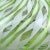 Mid 20th Century Vintage Murano Fratelli Toso Green White Swirl Ribbons Italian Art Glass Soliflore Long Neck Flower Vase For Sale - Image 5 of 7