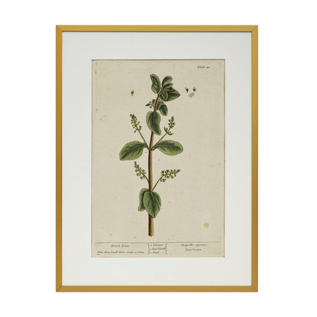 Paper 18th C Botanical Engraving Set 6 Framed Antique Botanical Wall Art Elizabeth Blackwell Prints Traditional & English Country Decor - Set of 6 For Sale - Image 7 of 10