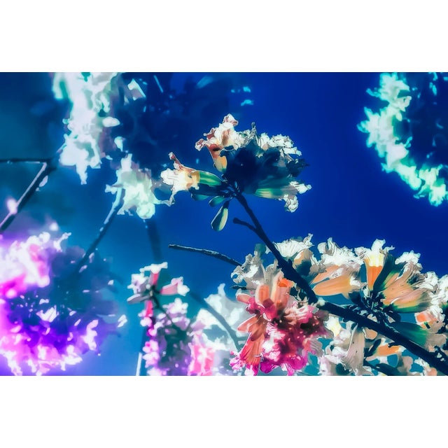 This series I tried to capture the fleeting beauty of flowers in a dreamlike, soft and atmospheric way. All photos are...