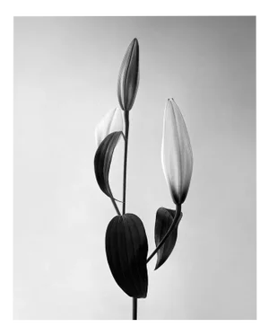 Ugne Pouwell, Lily, 2022, Photography